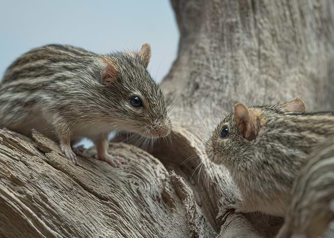 Two striped mice on a log