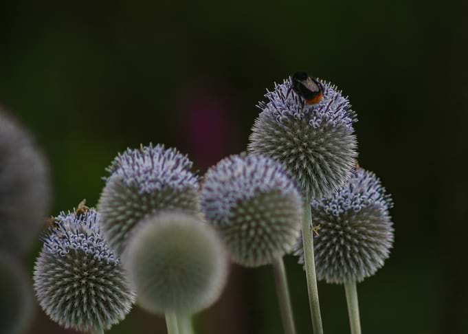 Bee on Globe Thistle Flowers