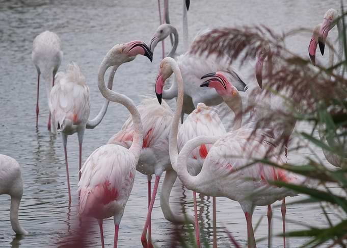 Flock of Flamingos in Water