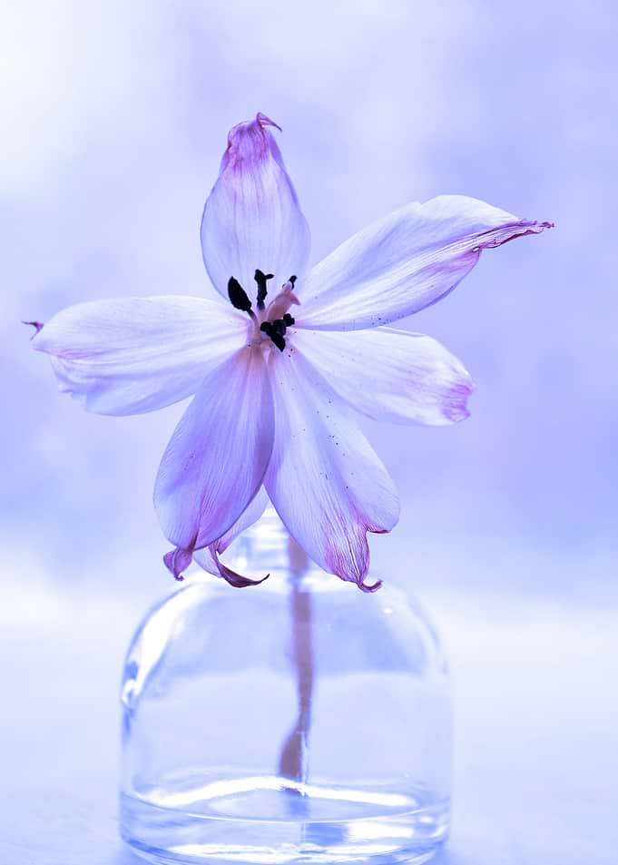 Faded Tulip in Glass Vase
