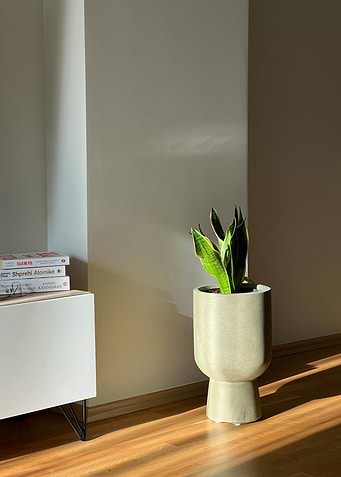 Indoor plant in a modern pot