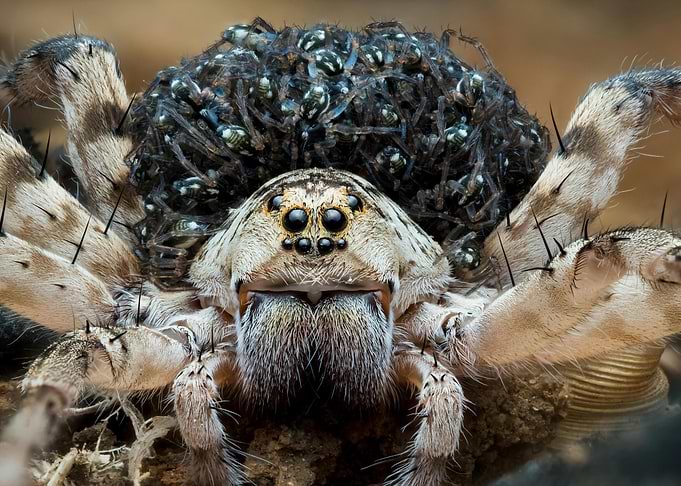 Spider with spiderlings on its back