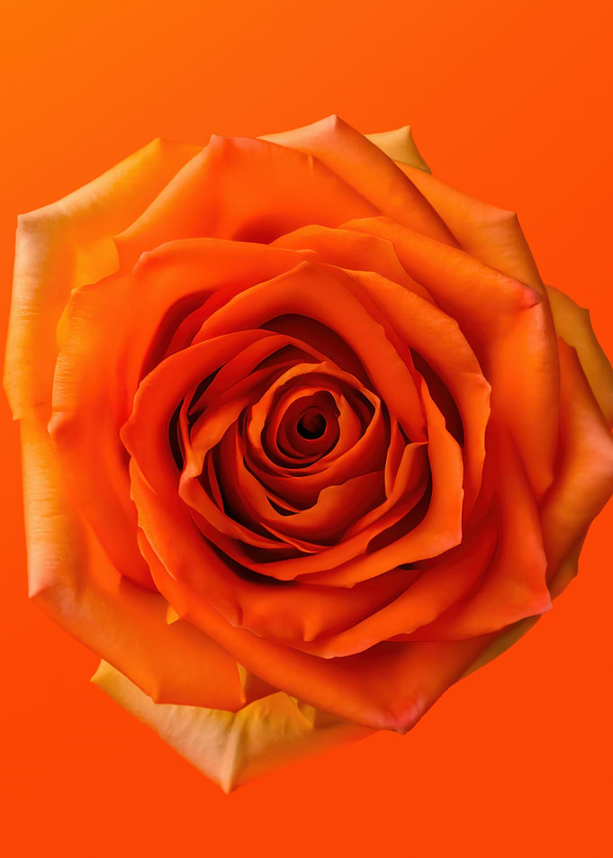 Vibrant Orange Rose Blossom Close-Up