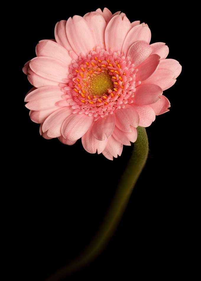 Pink Gerbera Daisy on Black Background