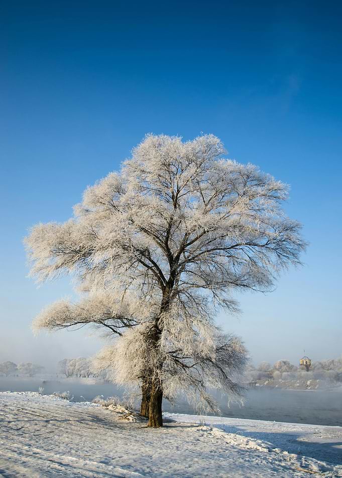 Frosty Tree in Winter Landscape