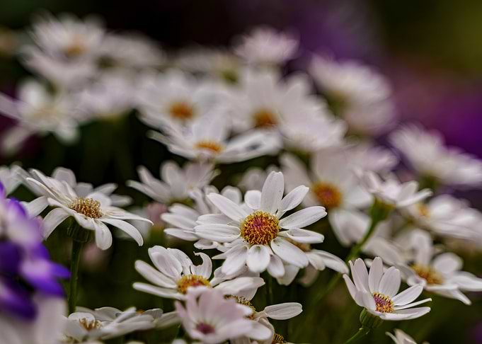 White Daisy Flowers Close-Up