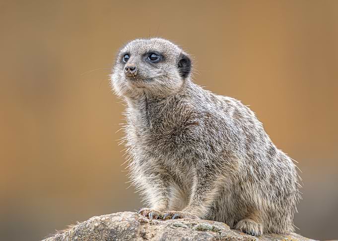 Alert Meerkat on Lookout