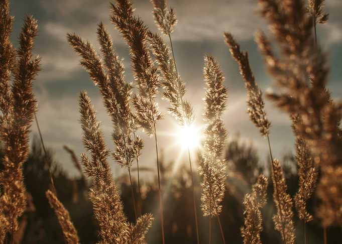Golden Grass Field with Sunlight