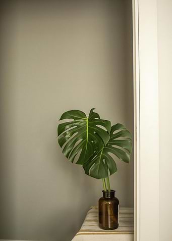 Monstera leaves in a brown vase