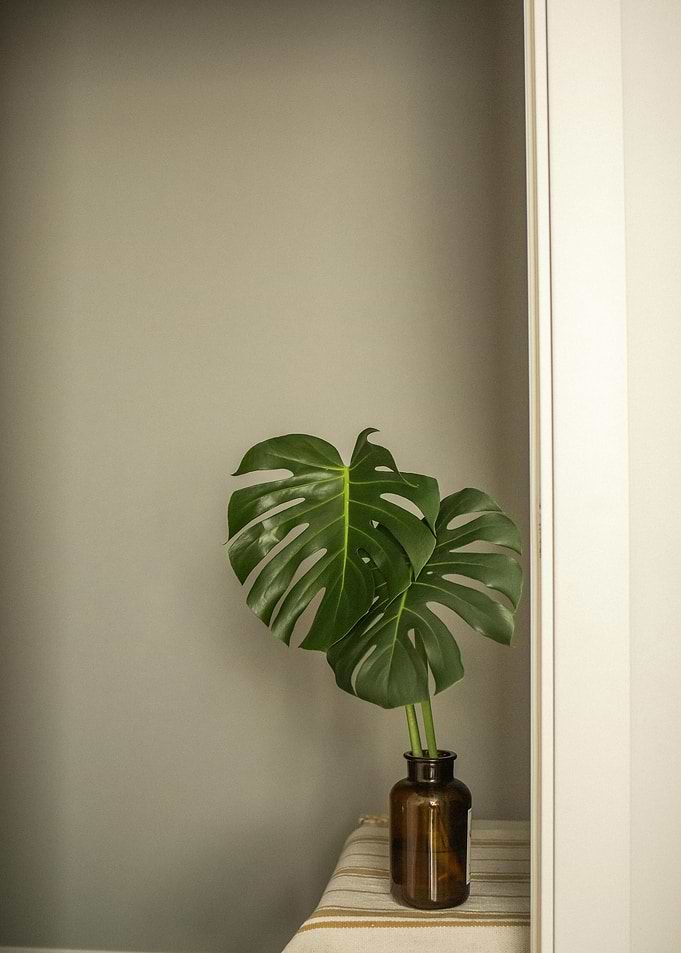 Monstera leaves in a brown vase