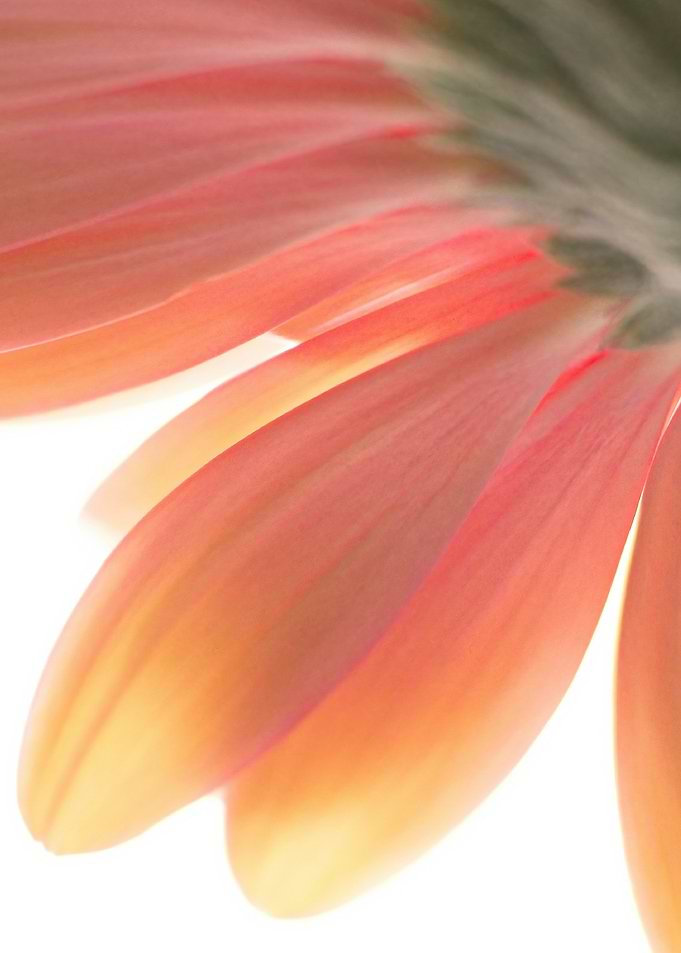 Daisy Petals