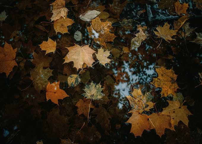 Autumn Leaves Floating in Water
