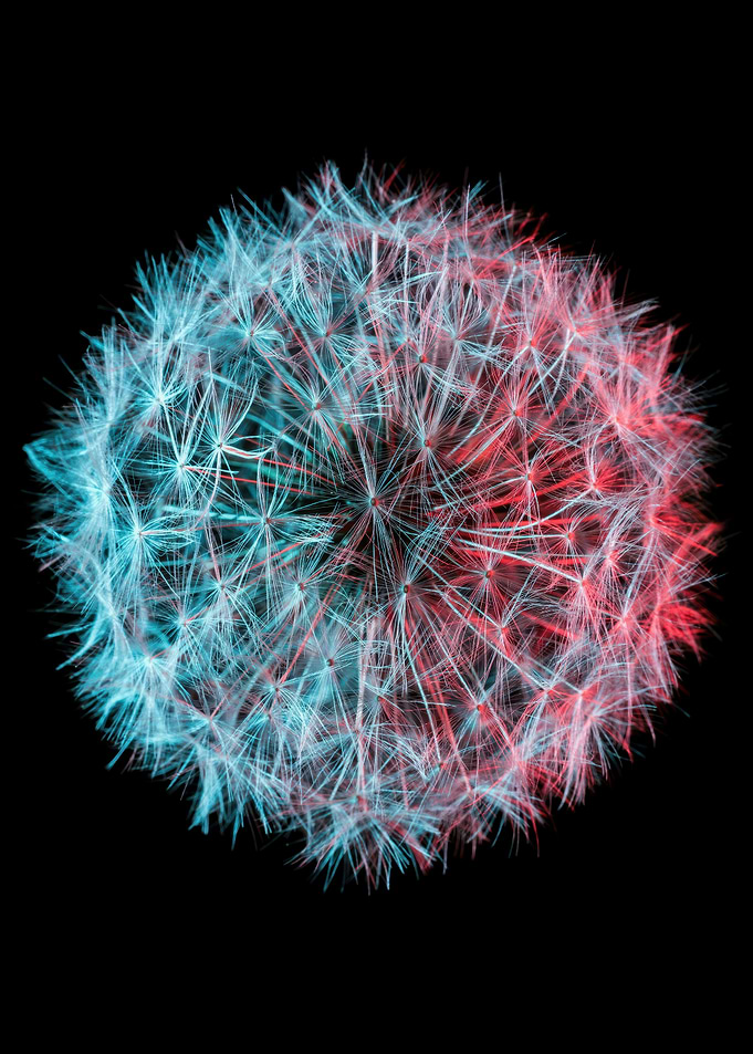 Dandelion Seed Head with Red and Blue