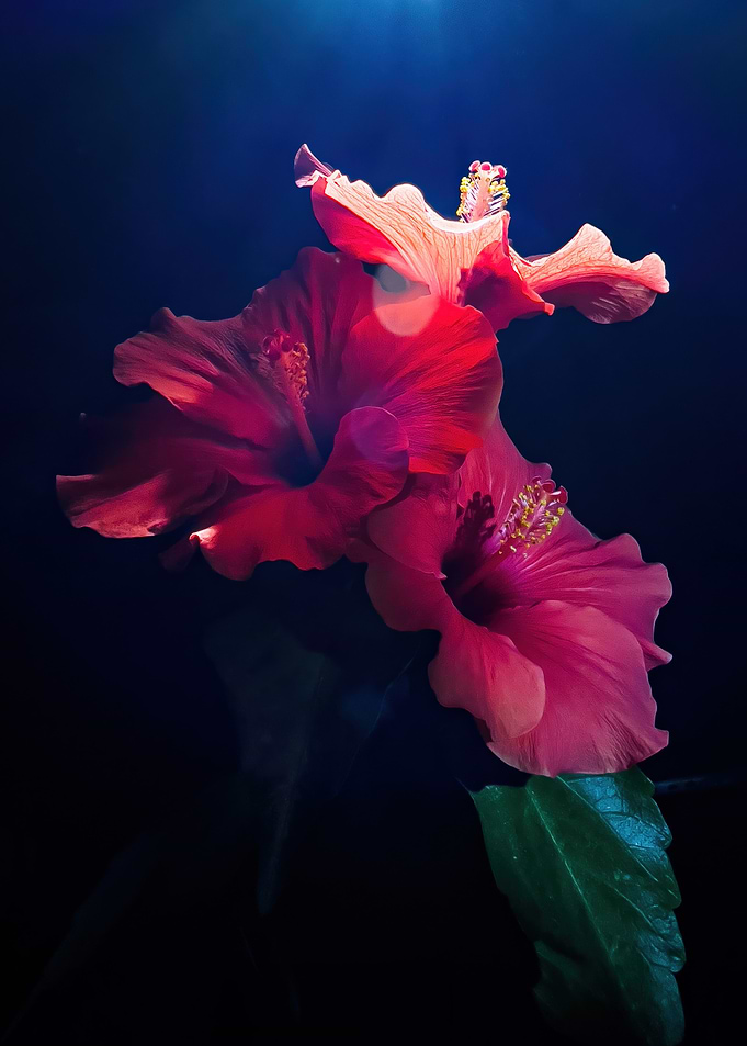 Hibiscus Flowers on Dark Background