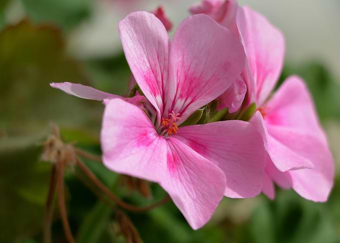 Pink Geranium Flower Close-Up