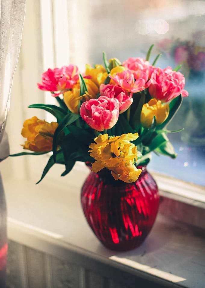 Tulips in Red Vase by Window