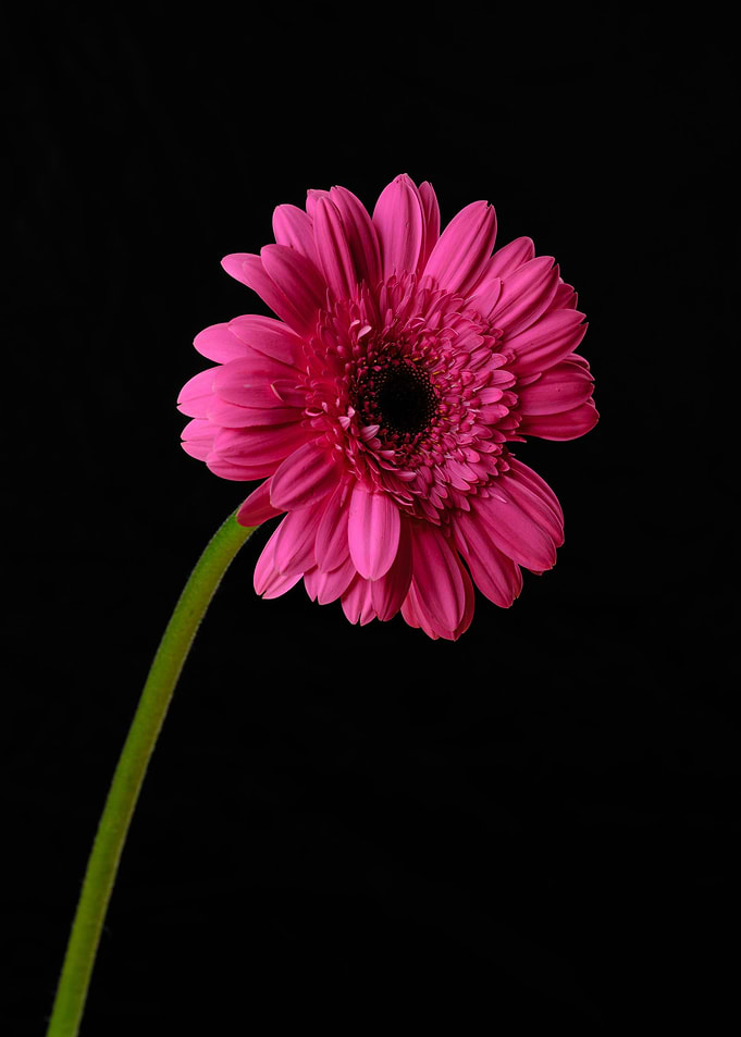 Pink Gerbera Daisy on Black Background