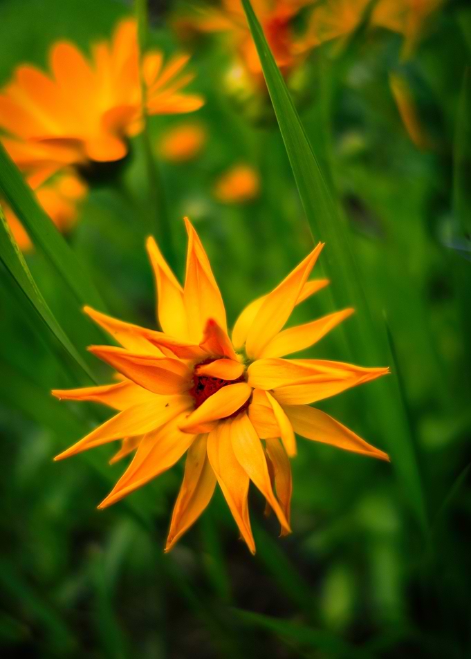 Vibrant Orange Flower in Green Field