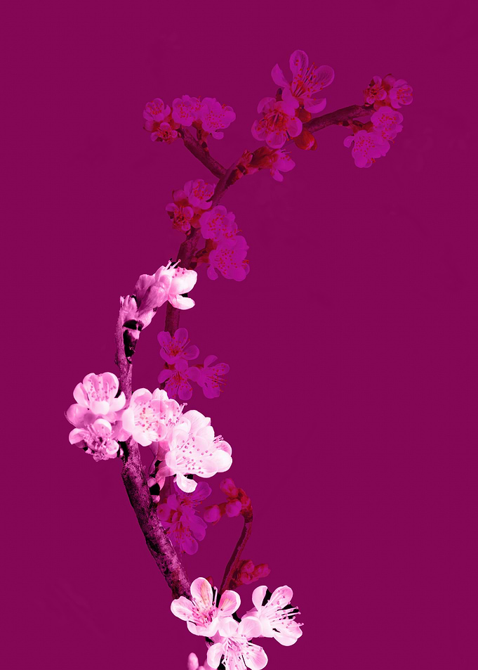 Pink Cherry Blossoms on Magenta Background