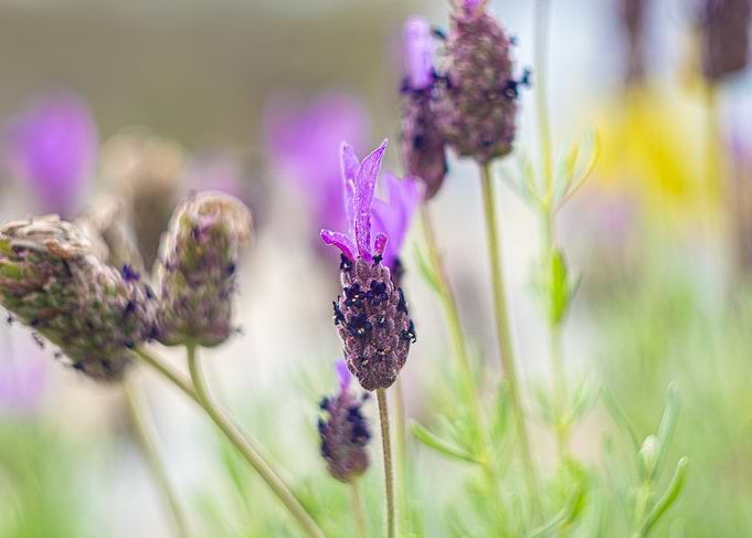Close-up of Lavender Flowers