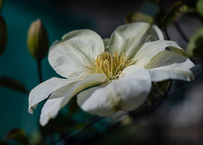 White Clematis Flower Close-Up