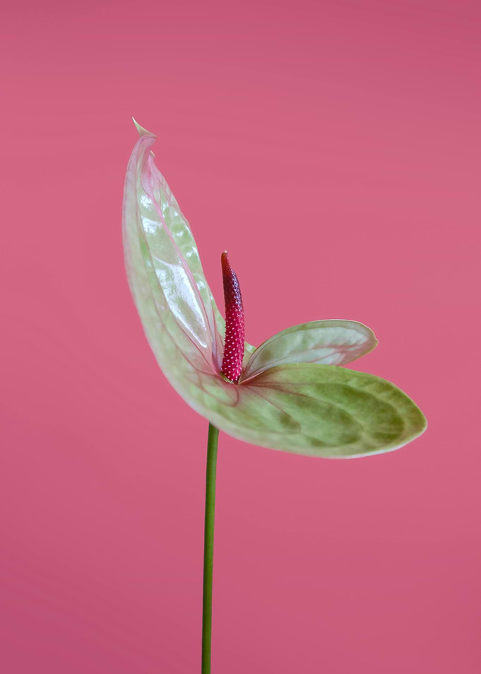 Anthurium Flower on Pink Background