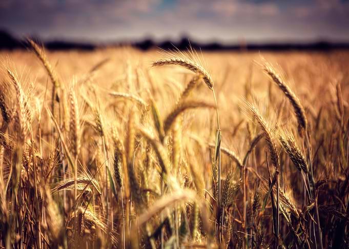 Golden Wheat Field