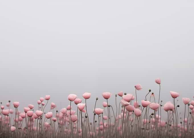 Pink Flowers Botanical Art