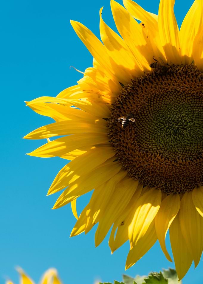 Sunflower with Bee Against Blue Sky