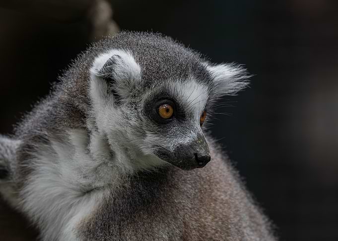 Ring-tailed Lemur Portrait
