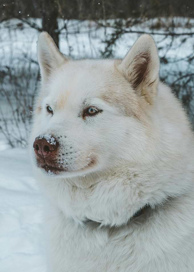 White Husky in Winter Wonderland