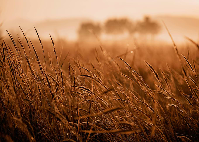 Golden Field at Sunrise