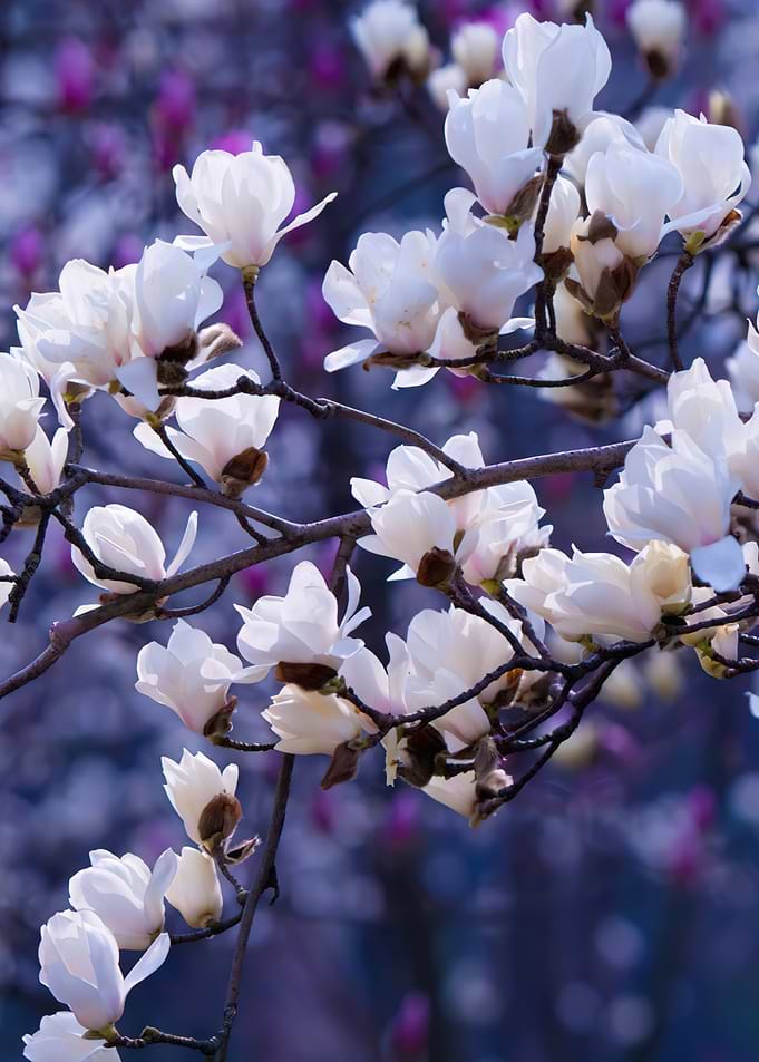 White Magnolia Blossoms in Spring
