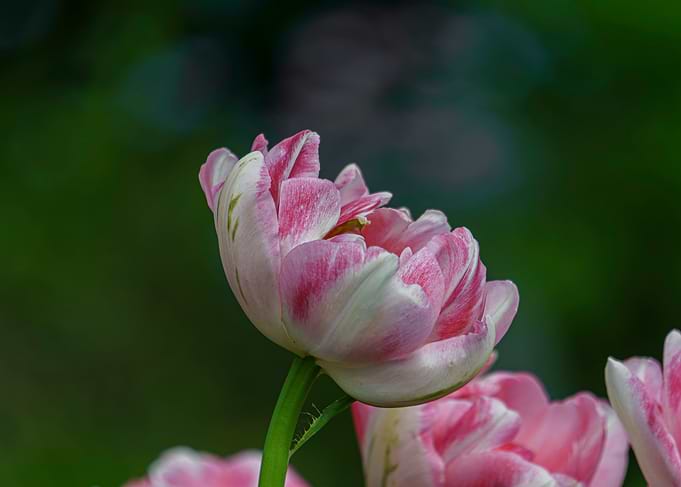 Pink and White Tulip Blossom