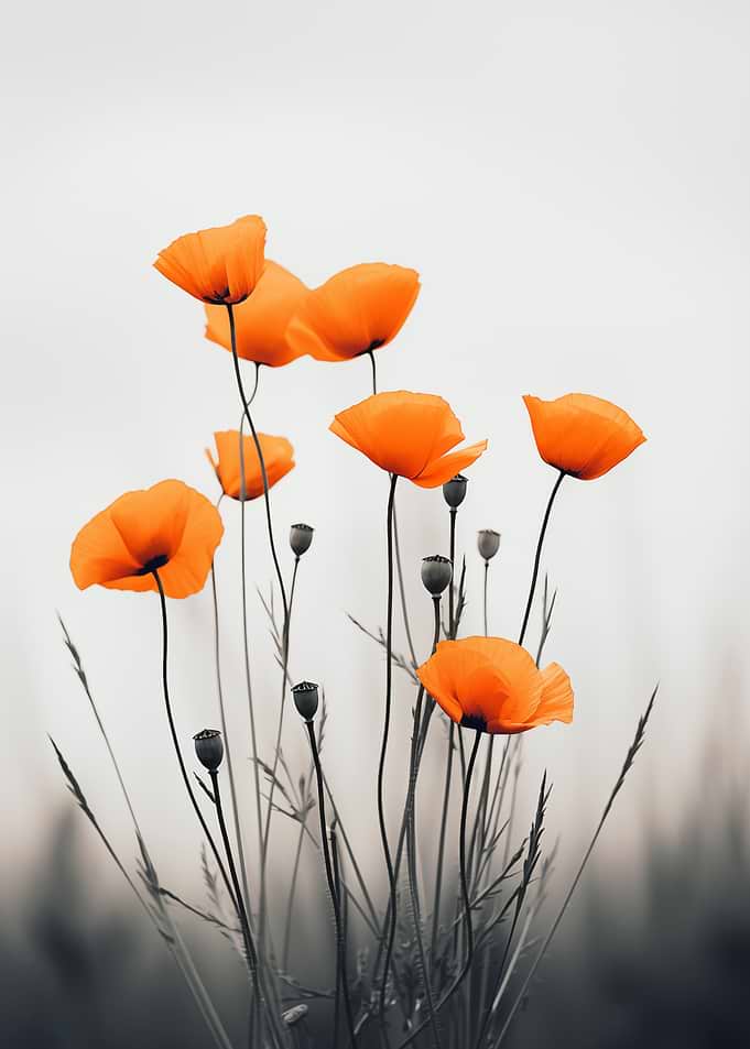 Orange Poppies on Gray