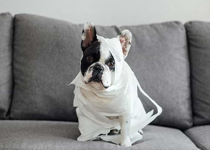 French Bulldog Mummy Costume