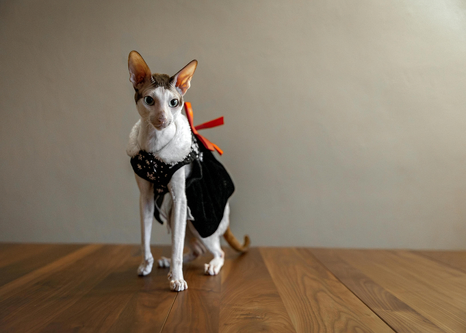 Cat in Halloween Costume
