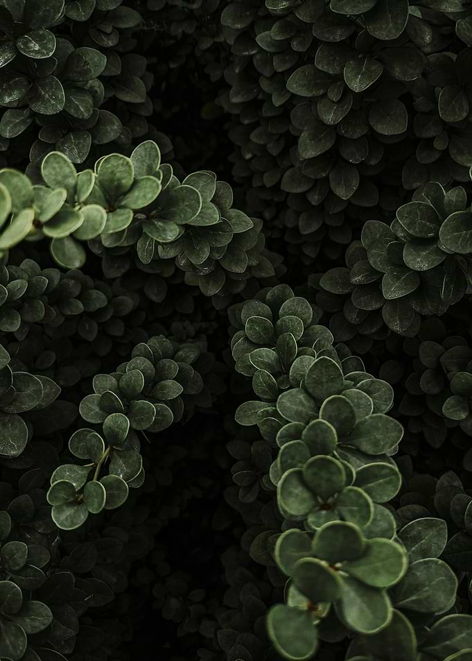 Dark Green Leaves Close-Up