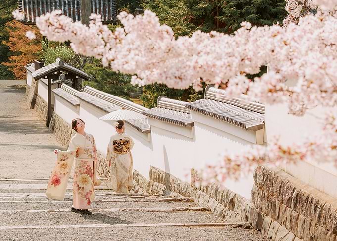 Geishas under cherry blossoms
