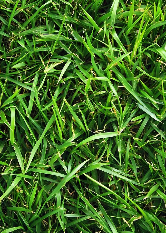 Lush Green Grass Close-Up