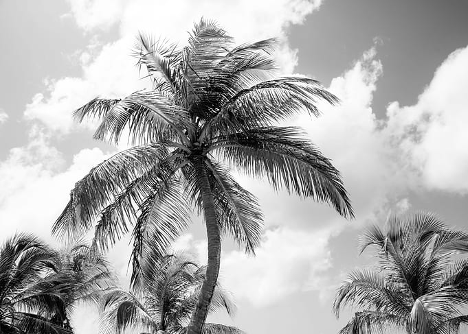 Lush Glam Palm Trees 1