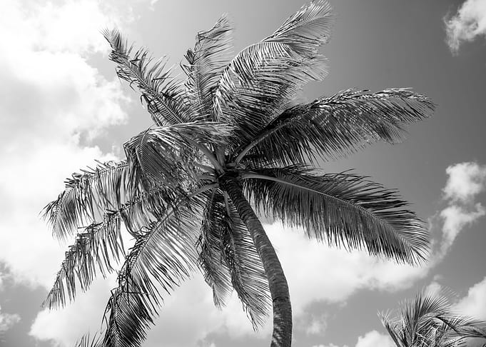 Lush Glam Palm Tree 2