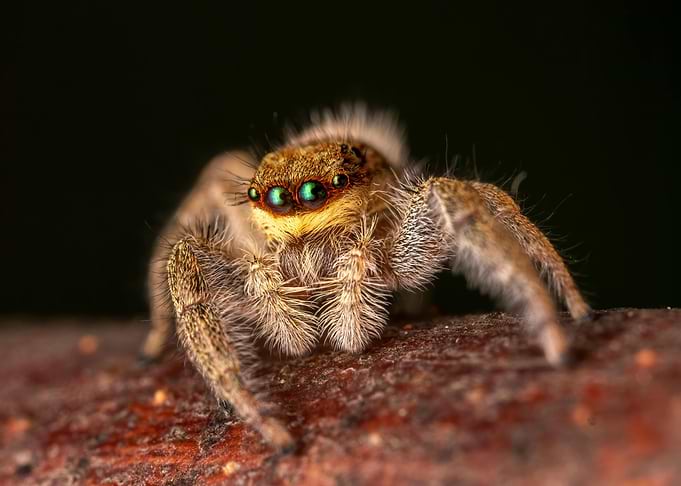 Macro shot of a jumping spider