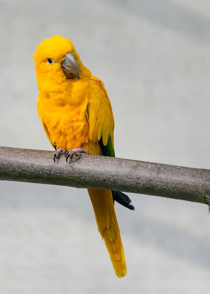 Golden Conure Perched on Branch