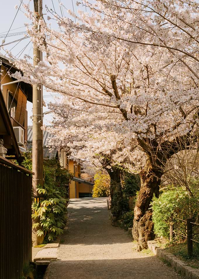 Cherry Blossoms path in Kyoto