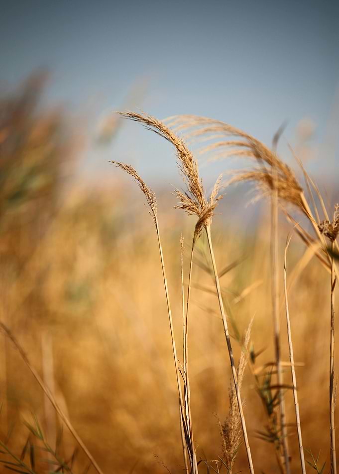 Golden Field of Grasses