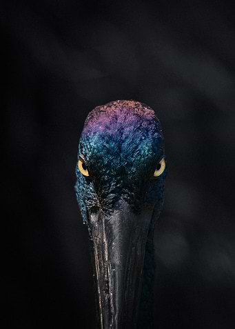 Close-up of a Jabiru Bird angry