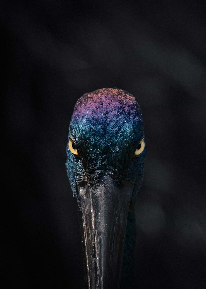 Close-up of a Jabiru Bird angry