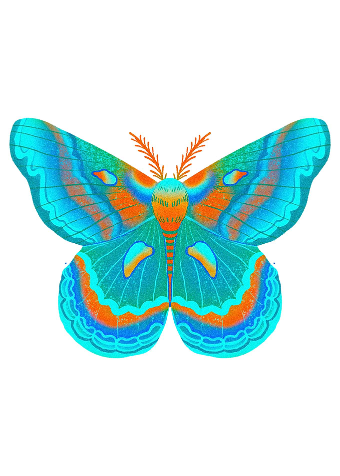 Colorful Moth Illustration