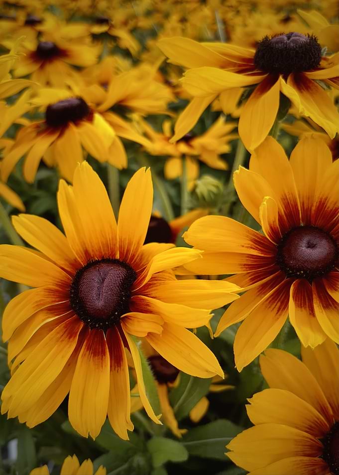 Field of Black-Eyed Susans